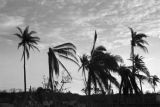 Guam, destruction of palm trees caused by 1940 typhoon