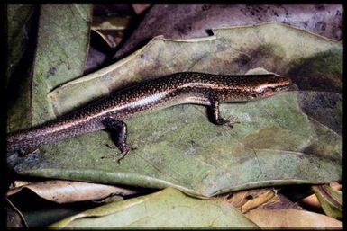 Caledoniscincus atropunctatus