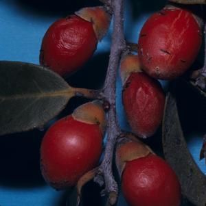 [Diospyros ferrea close-up from Ka‘ūpūlehu, United States]
