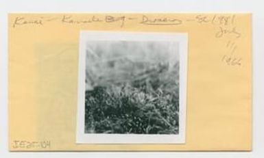 [Drosera anglica in Hawaii, envelope IE25-104]