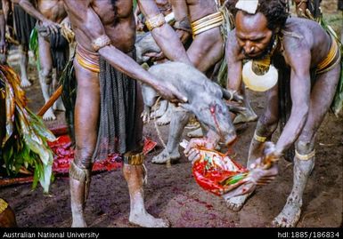 Catching pigs blood in a container