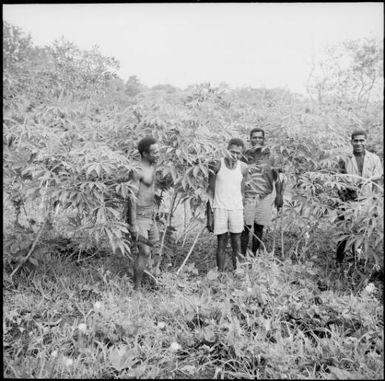 Men standing in a field of cassava plants, Fiji, 1966 / Michael Terry