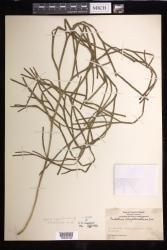 Psilotum complanatum