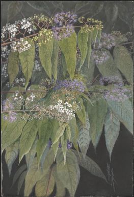 Callicarpa longifolia Lam., family Lamiaceae, Papua New Guinea, 1916? Ellis Rowan