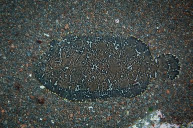 Aseraggodes bahamondei (Bahamond Sole) at Macauley Island, Kermadecs during the 2017 South West Pacific Expedition.