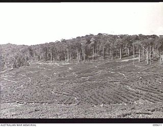 AIYURA, NEW GUINEA, 1946-01-09. A TWO AND A HALF YEAR OLD QUININE PLANTATION AT THE BRECHIN PLANTATION, AUSTRALIAN NEW GUINEA ADMINISTRATIVE UNIT EXPERIMENTAL STATION