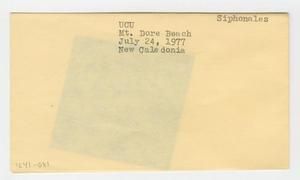 [Siphonales in New Caledonia, envelope IE41-081]