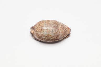 marine shell