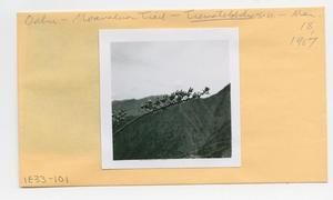 [Trematolobelia in Hawaii, envelope IE33-101]