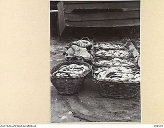 SALAMAUA, NEW GUINEA. 1945-11-03. BASKETS OF FISH CAUGHT BY MEMBERS OF 2 MARINE FOOD SUPPLY PLATOON. THIS IS THE TOTAL HAUL FOR THE WEEK ENDING 3 NOVEMBER 1945 AND IS POOR IN COMPARISON TO USUAL ..