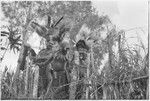 Pig festival, pig sacrifice, Kwiop: Kulakaengeyka men call war allies to be fed at ritual fence