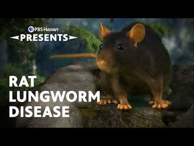 Accidental Host: The Story of Rat Lungworm Disease | PBS Hawaiʻi Presents