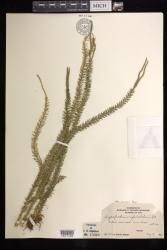 Phlegmariurus tauri