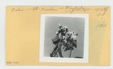 [Phyllostegia in Hawaii, envelope IE32-044]