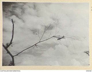 BOUGAINVILLE, 1945-06-08. AN RAAF AUSTER AIRCRAFT DROPPING THE DISPATCH RIDER LETTER SERVICE TO 2/8 COMMANDO SQUADRON TROOPS