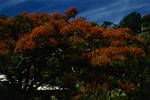 Poinciana's in blossom, Christmas, Port Moresby, [Papua New Guinea, 25 Dec] 1961