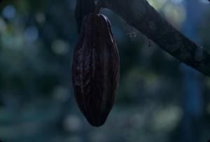 [Theobromo cacao pod in American Samao]