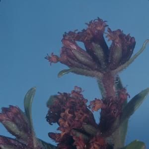 [Dubautia laxa close-up from Konahuanui Peak, United States]