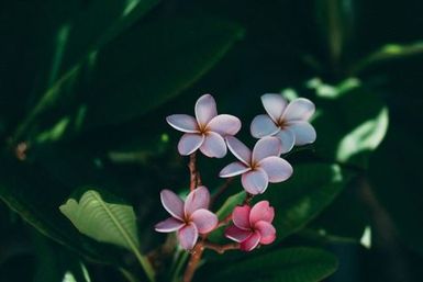 Pink frangipani, Atafu, Tokelau