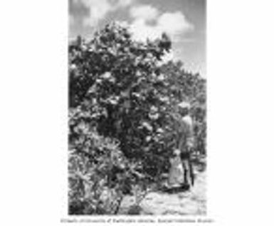 Ralph F. Palumbo standing beside a Guettarda tree on Bogombogo Island, summer 1964