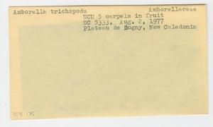 [Amborella trichopoda in New Caledonia, envelope IE41-175]
