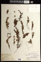 Hymenophyllum reinwardtii