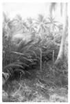 Coconut replanting scheme - gone wild. 'Api of Tēvita Foki, Falehau.
