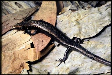 Caledoniscincus terma
