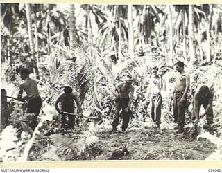 SIAR, NEW GUINEA. 1944-06-20. MEMBERS OF A WORKING PARTY DRAWN FROM A COMPANY, 58/59TH INFANTRY BATTALION, DIGGING A PIT FOR THE UNIT LATRINES. IDENTIFIED PERSONNEL ARE:- VX132348 PRIVATE T. ..