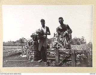 JACQUINOT BAY, NEW BRITAIN, 1945-08-20. CHINESE LETTUCE, SILVER BEET, SWEET CORN AND RADISHES BEING DISPLAYED AT 2 INDEPENDENT FARM PLATOON. THESE VEGETABLES ARE PRIMARILY GROWN FOR THE AUSTRALIAN ..