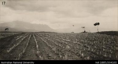 Land planted at Matavolivoli