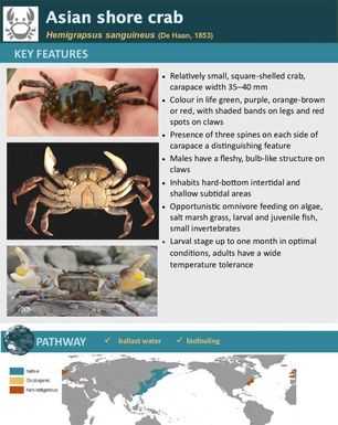 Asian shore crab | Hemigrapsus sanguineus