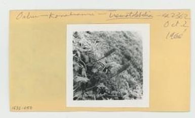 [Trematolobelia in Hawaii, envelope IE32-050]