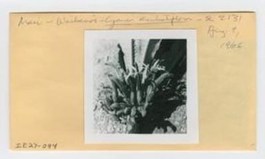 [Cyanea aculeatiflora in Hawaii, envelope IE27-094]