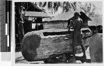 Man hollowing out a large log, Solomon Islands, Oceania, 1938