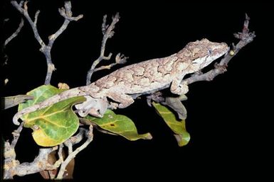 Rhacodactylus auriculatus