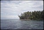 Shoreline with small beach and coconut palms