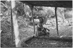 Pig festival, pig sacrifice, Tsembaga: in ancestral shrine, man in open shelter, pig in background