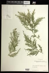 Selaginella arbuscula