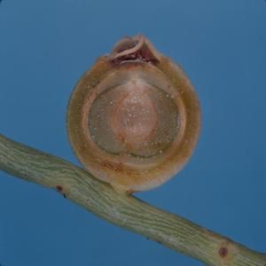 [Cassytha filiformis close-up from Kona, United States]