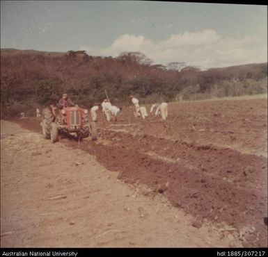 Farmers cultivating cane crop