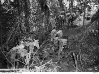 PAPUA NEW GUINEA. 1942-10. MEN LEADING PACK HORSES AND MULES LOADED WITH SUPPLIES UP THE PRECIPITOUS CURVING TRACK FROM THE END OF THE ROAD DOWN INTO UBERI VALLEY OVER WHICH TROOPS AND SUPPLIES ..