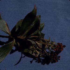 [Dubautia laxa close-up from Puʻu Kukui, United States]