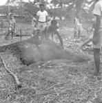 Preparing oven at Tonga College, putting in yams.