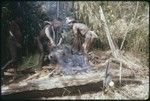 Pig festival, uprooting cordyline ritual, Tuguma: men singe bristles from sacrificed pig