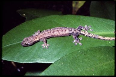 Hemiphyllodactylus typus