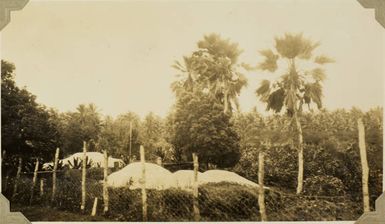 Cemetery in Tonga, 1928