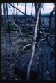 Forest wreckage at edge of March 1965 lava.