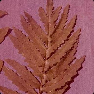 [Unidentified close-up of a green leaf frond, Kunia Camp, United States]