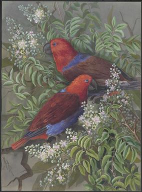 Eclectus roratus (Muller 1776), family Psittaculidae perched on Lithomyrtus obtusa (Endl.) N.Snow & Guymer, family Myrtaceae, Papua New Guinea, 1917 / Ellis Rowan